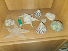 Set Conchiglie Gasteropodi