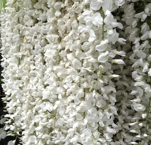 Wisteria floribunda alba - -,