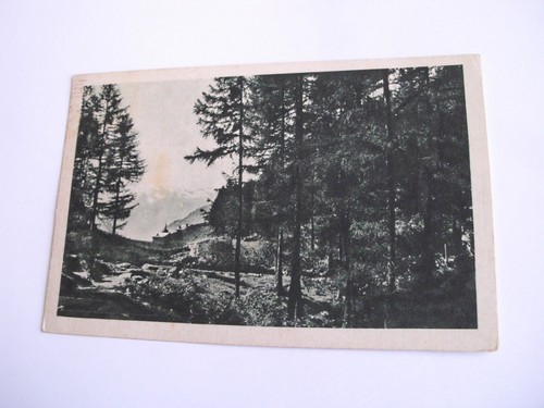 Sondrio dal bosco di - -, primolo