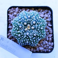 Astrophytum Asterias