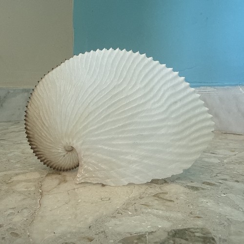 Argonauta argo 15cm - argo,