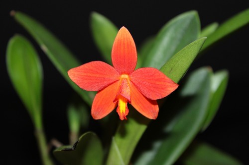 Cattleya memoria tata milleri - memoria, (milleri