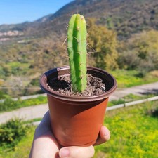 ?1 Vaso 10 ØCm ECHINOP. LAGENIFORMIS TorciaBOL. T. Cereus?San Spirit + Omaggio