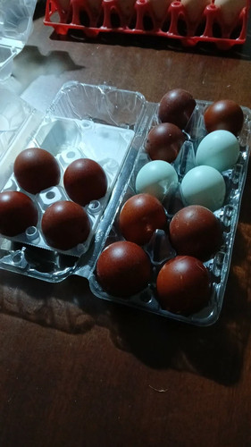 Uova feconde fertili razza - 15,