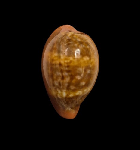 Conchiglia shell cypraea - shell, pyrum