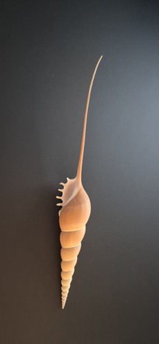 Conchiglia rara collezione - conchiglia,