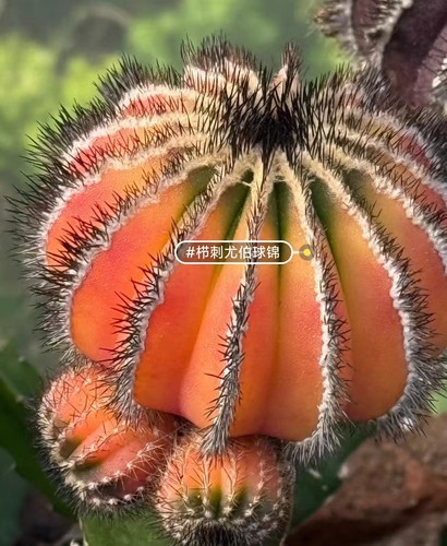 Uebelmannia pectinifera - cm,