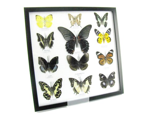 Farfalle vere imbottite - 12, vere,