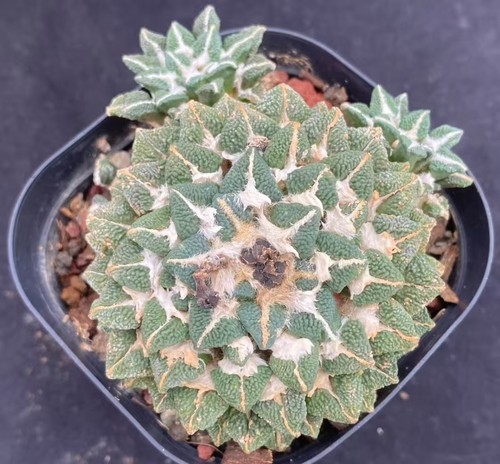 Raro cactus ariocarpus - raro,