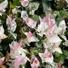 1PIANTA RYNCOSPERMUM, GELSOMINO TRICOLORE, VASO 9CM Caducifoglia