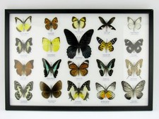 20 Farfalle splendidamente