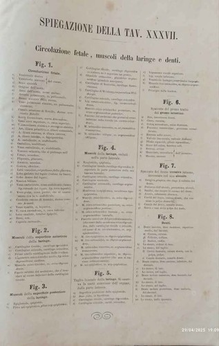 Libro antico atlante - antico, di