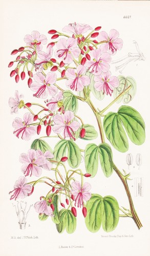Bauhinia corymbosa fiore - bauhinia,