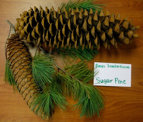 Pinus lambertiana pino da - pinus,