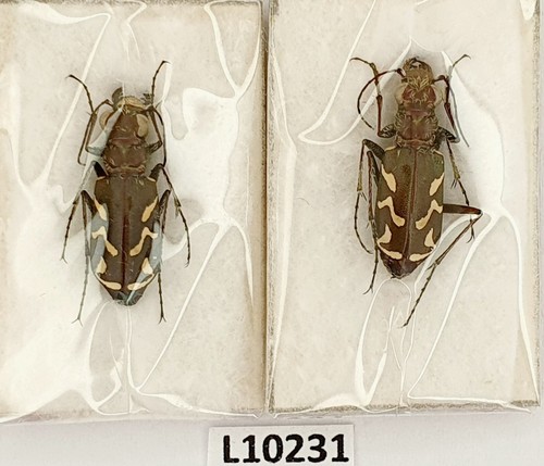 Carabidae cicindela - carabidae,,