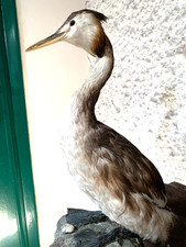 TROFEO DI CACCIA SVASSO