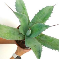 Agave parrasana X Agave