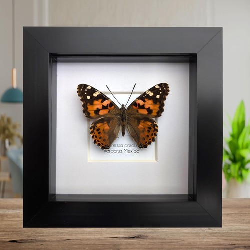 Vanessa cardui painted lady - vanessa,