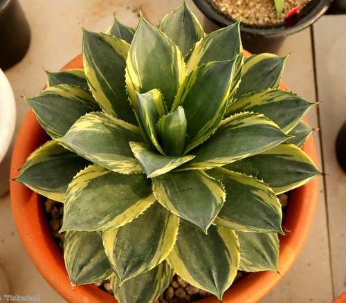 Agave tinkerbell - "tinkerbell",