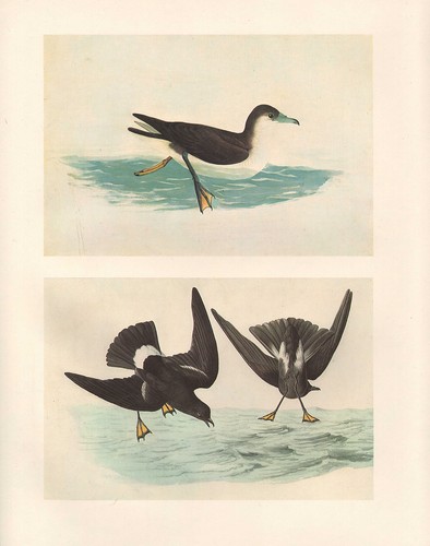 Vintage john james audubon - john,