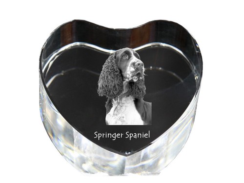 Springer spaniel inglese cuore - springer,