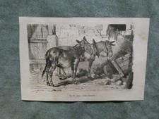 Stampe piccole asini 1872 - asini,
