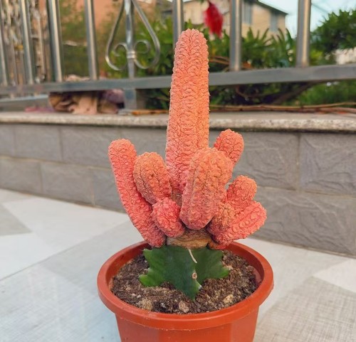 Euphorbia abdelkuri variegato - euphorbia,