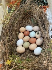 uova Fertili, Feconde Ovaiole Ornamentali, Araucana, Brahma, Amrock, Oliver Ecc