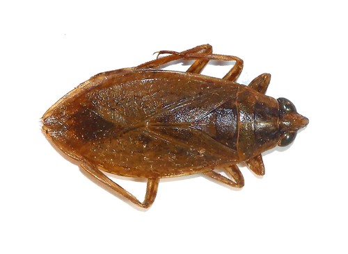 Hemiptera belostomatidae - hemiptera,,