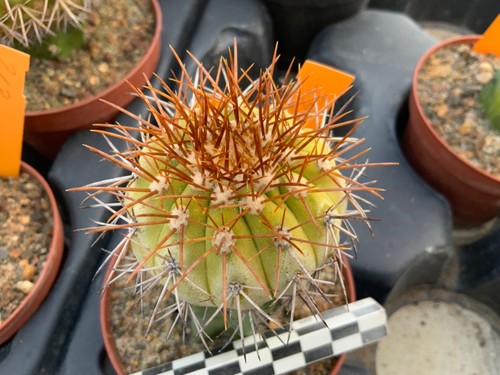 248 copiapoa cinerea ssp - cinerea,