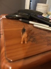 Unbranded Bloodhound Dog