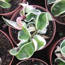 Pianta succulenta foglia