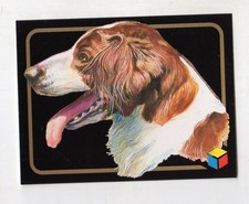 figurina card - AMICI DEL CUORE  - numero 183 EPAGNEUL BRETON