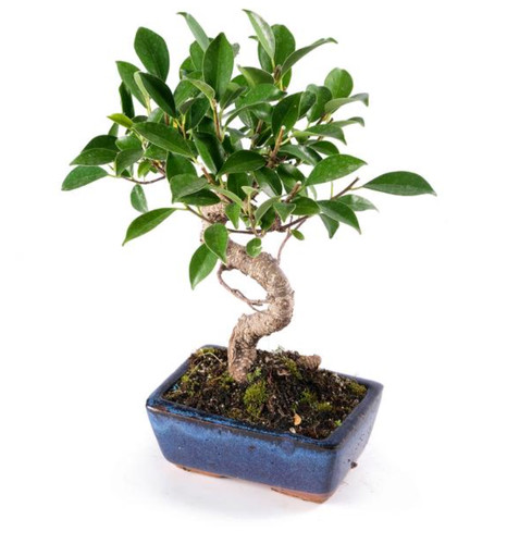 Bonsai ficus retusa microcarpa - bonsai,