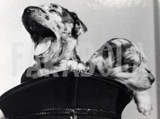 Foto vintage Cani, 1968, Cuccioli di cane su elmetto, Stampa 21 x 15 cm