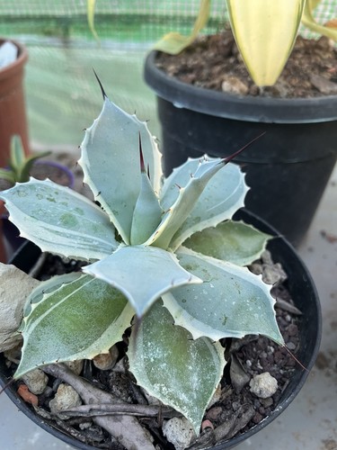 Agave potatorum - agave,