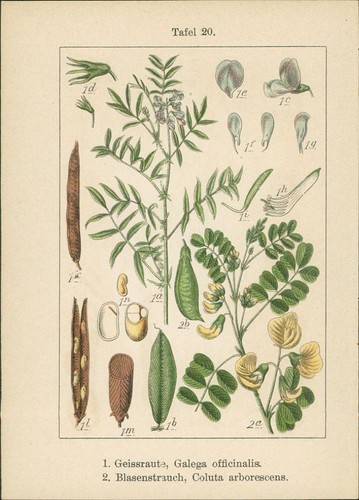 Litografia besù primaverile - litografia:,