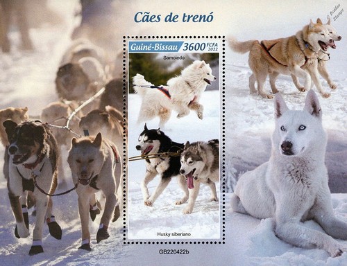 Sled dogs siberian - dogs,