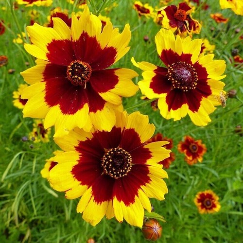 Plains coreopsis - -,