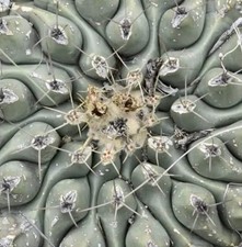Thelocactus hintonii seeds - thelocactus,
