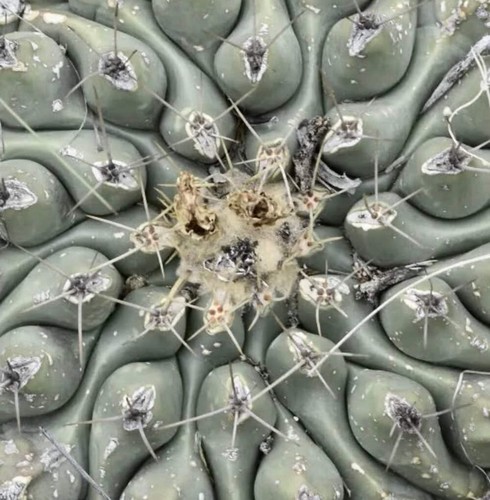 Thelocactus hintonii seeds - thelocactus,