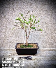 Prunus incisia "Kojou-no-mai"