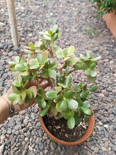 Crassula ovata sunset - crassula,
