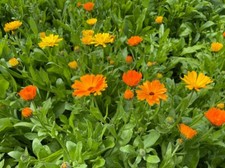500 semi calendula officinalis