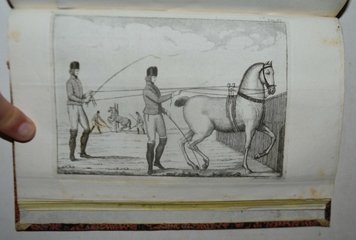Scuola equestre fig - equestre,