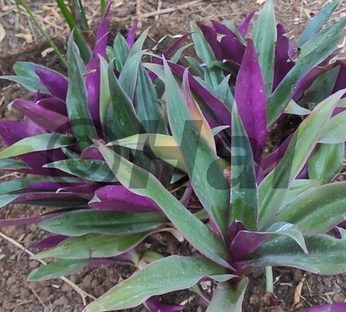 Tradescantia spathacea rhoeo - tradescantia,