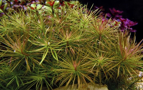 Pianta per acquario pogostemon - pianta,