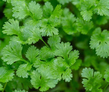 SEMI DI CORIANDOLO Erba