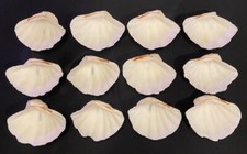 12 Conchiglie di vongole