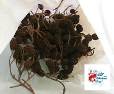 10 PIGNETTE ONTANO ALTA